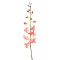 Dendrobium Tinted - White Red